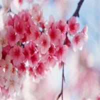 樱花的花语是什么(日本樱花的花语和寓意)