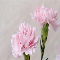 粉色康乃馨花语