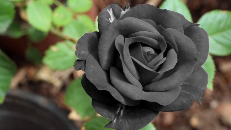 黑玫瑰代表什么意思