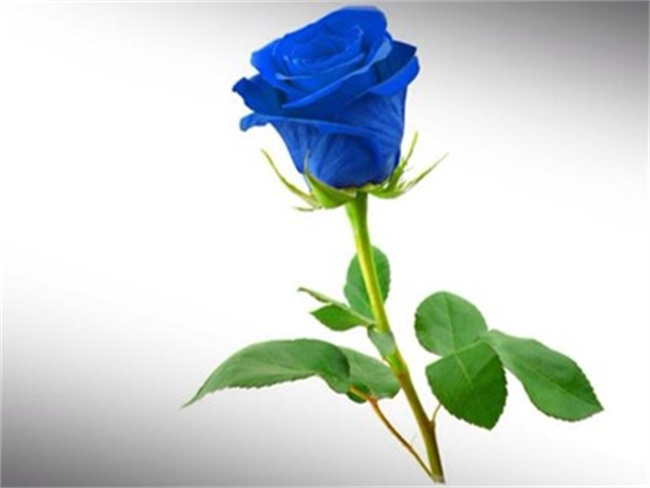 蓝玫瑰花花语的含义（蓝玫瑰花的花语大全）