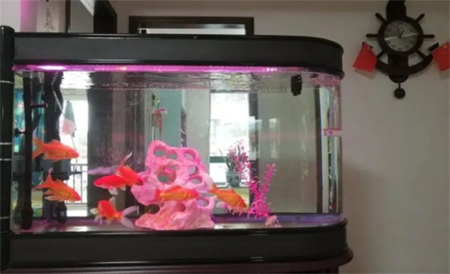 家中鱼缸最适合摆放的位置（鱼缸摆放位置注意事项）