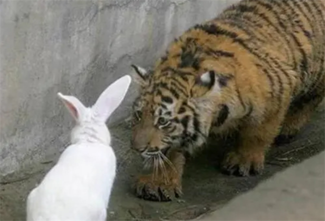属老虎和属兔子属相合不合（属老虎和属兔子合适度高吗）