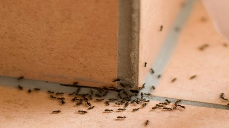 家里有蚂蚁预示着什么（家里有蚂蚁有什么预兆）