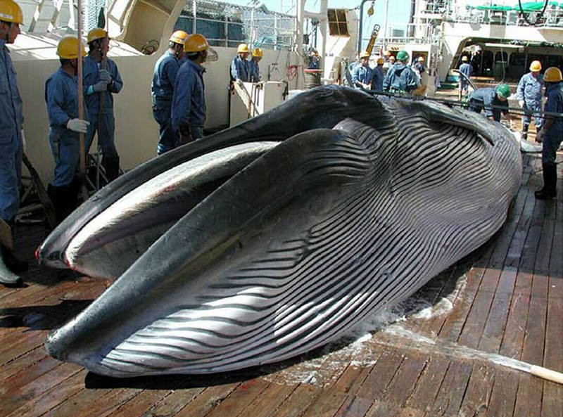 最大的鲸有多大图片