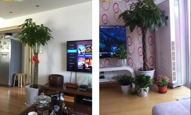 客厅电视两边摆什么植物旺财(电视柜旁3种绿植既招财又好看)