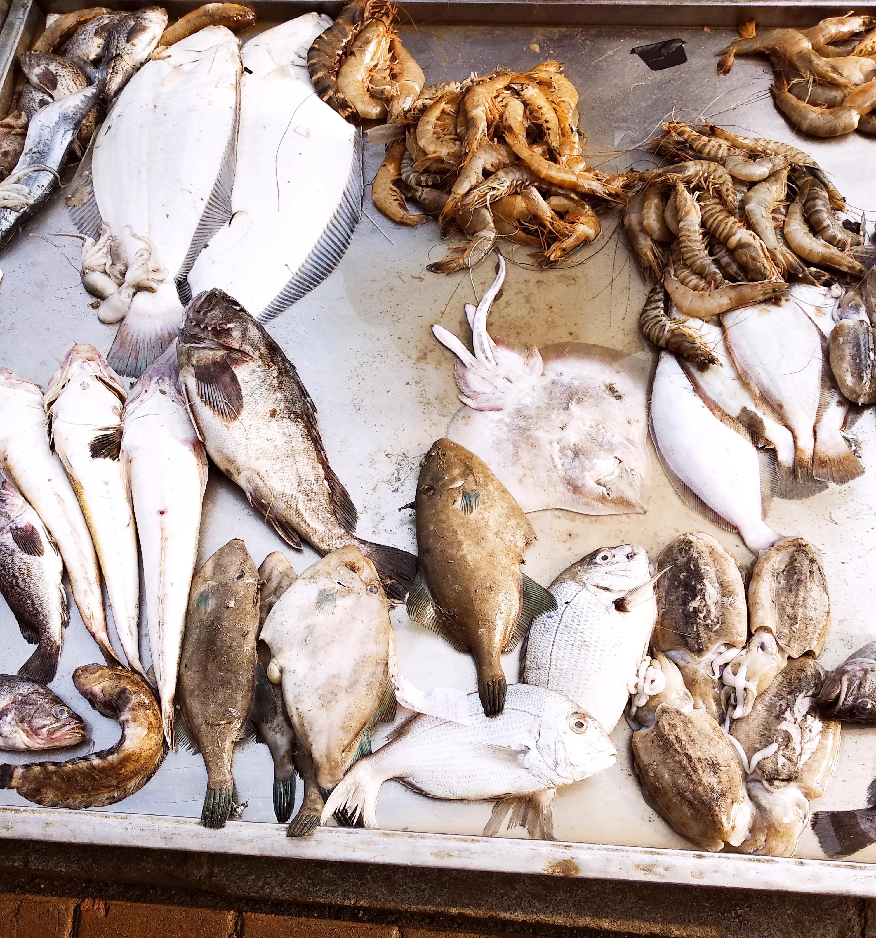 黄花鱼是海鱼吗[附中国常见的30种海鱼]-优刊号
