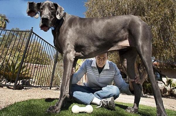 巨型犬体型排名中型图片