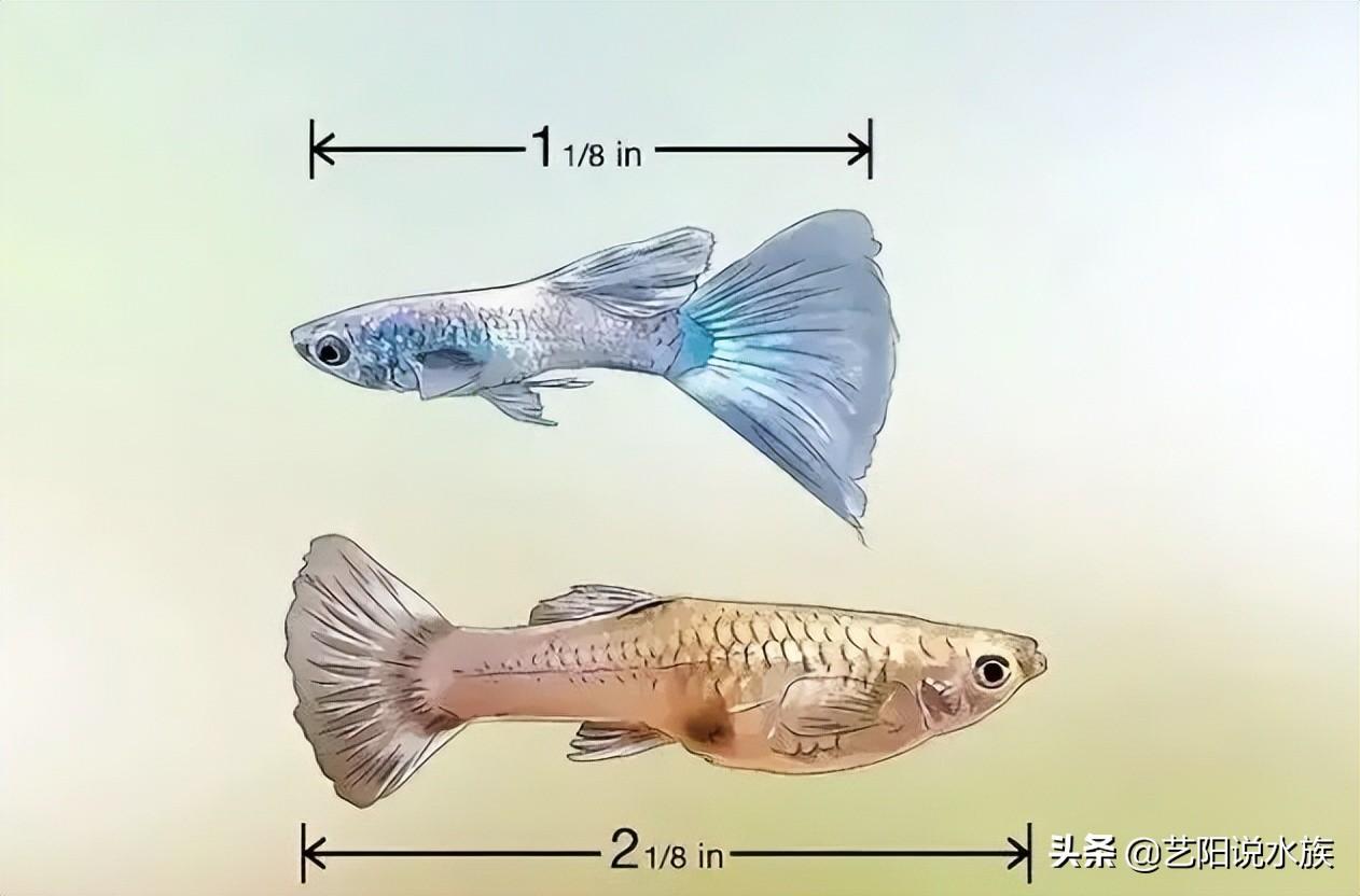 孔雀鱼怎么分公母(快速分辨孔雀鱼雌雄的方法图解)-风水人