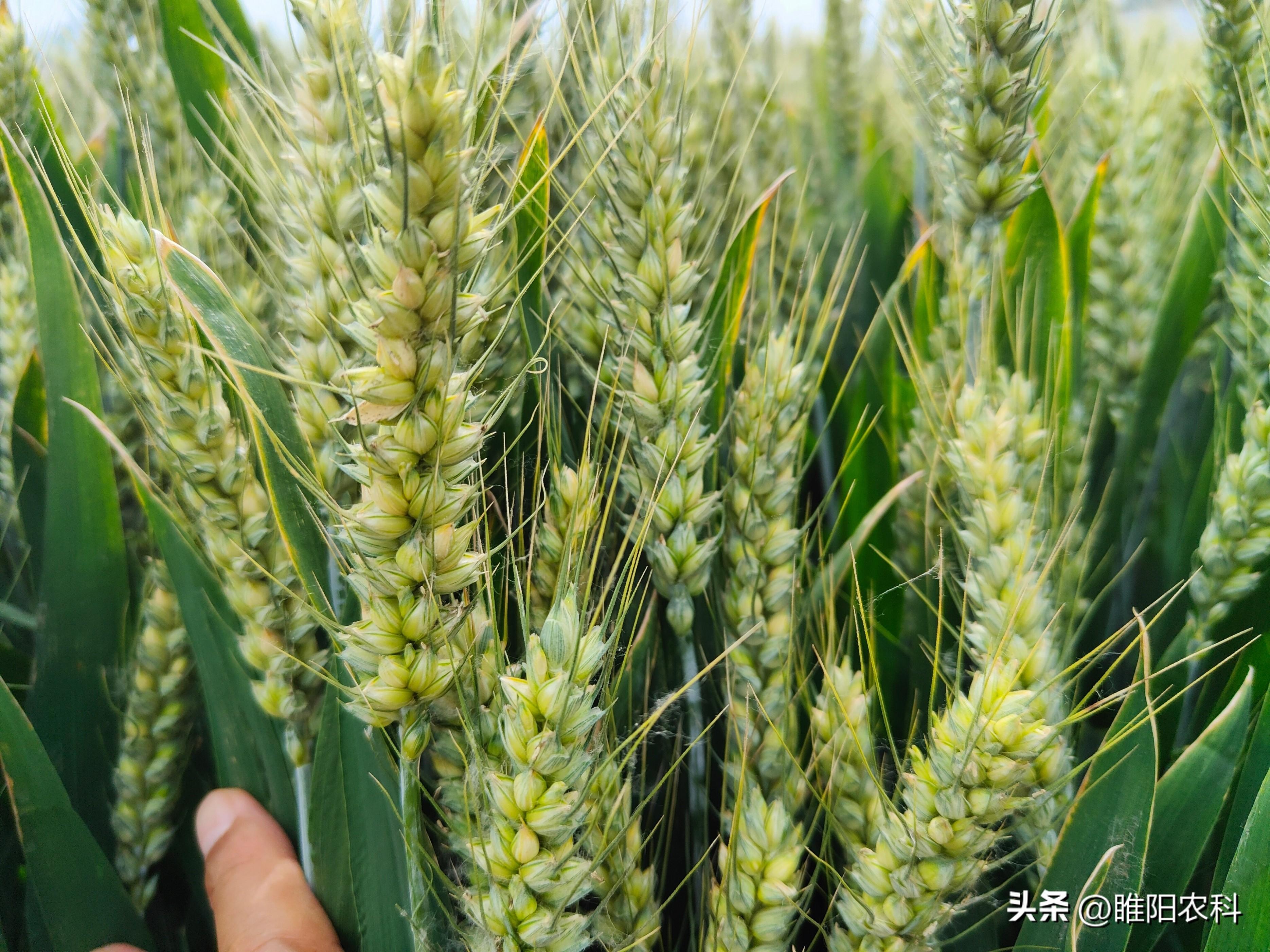 苏北十大小麦品种图片