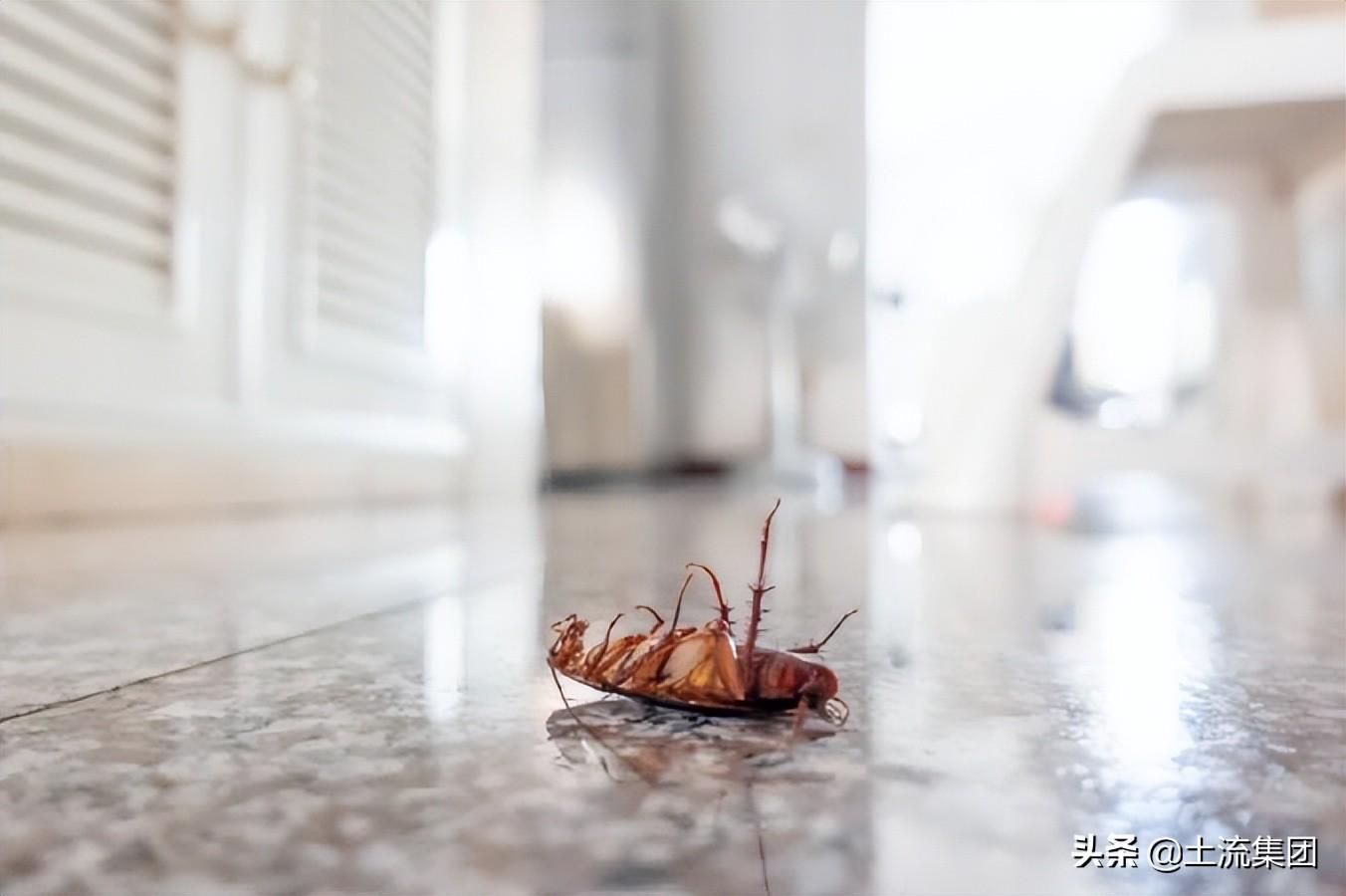 家里出现蟑螂预示什么(家里怎样找到蟑螂的窝)