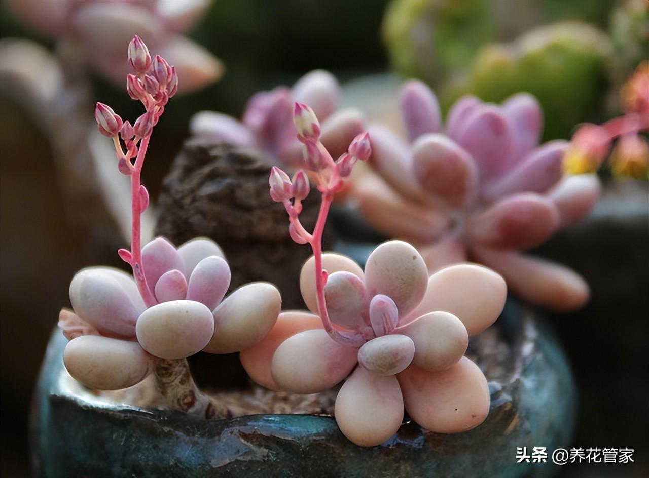 十大最漂亮的多肉植物(十大最美多肉排行榜)