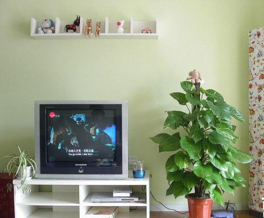 客厅电视两边摆什么植物旺财(电视柜旁3种绿植既招财又好看)