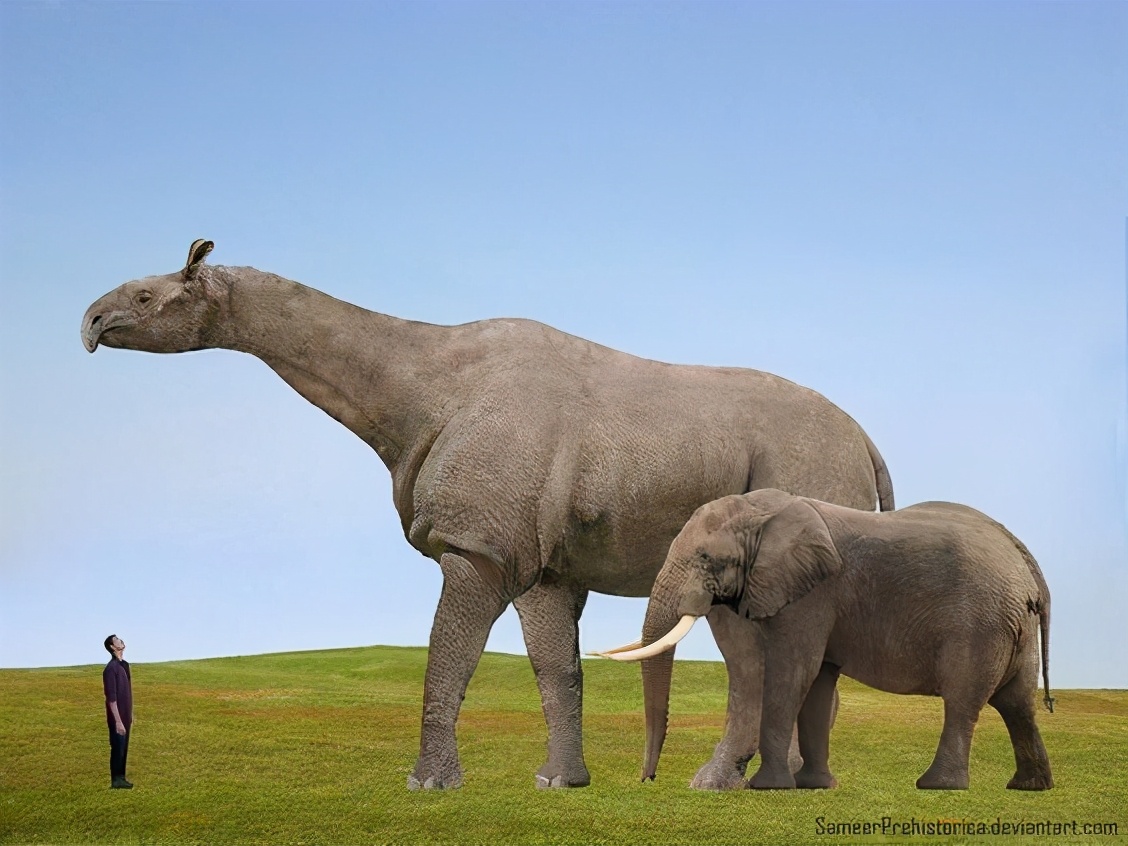 驼鹿和大象体型对比图片