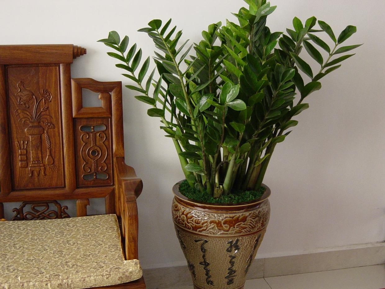 客厅适合放什么花和植物招财聚财(5种绿植好养寓意好)